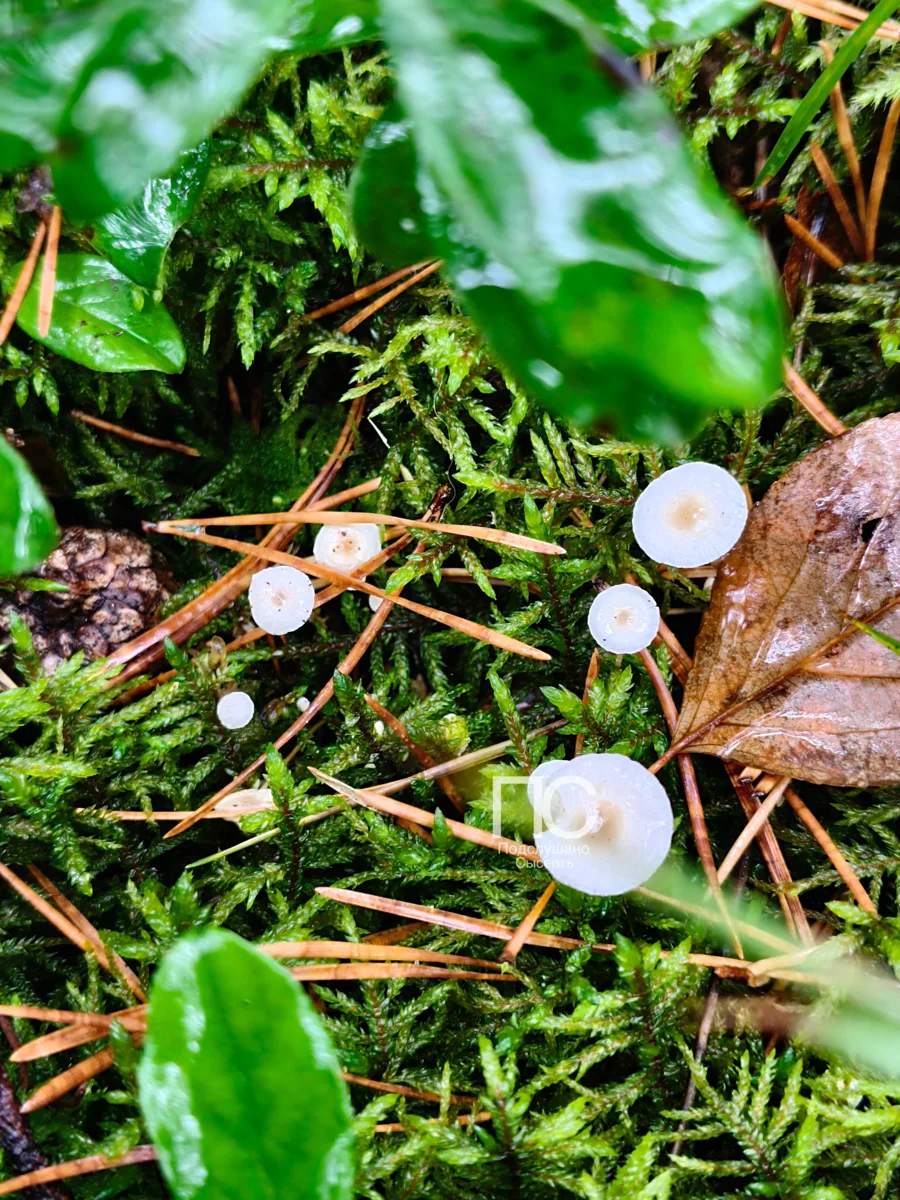 Немного лесной тишины🌲