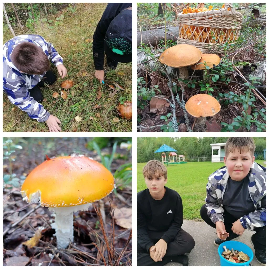 🌳Сегодня мы с ребятами отправились в лес за грибами. 🍄По дороге нам попалось много ра...