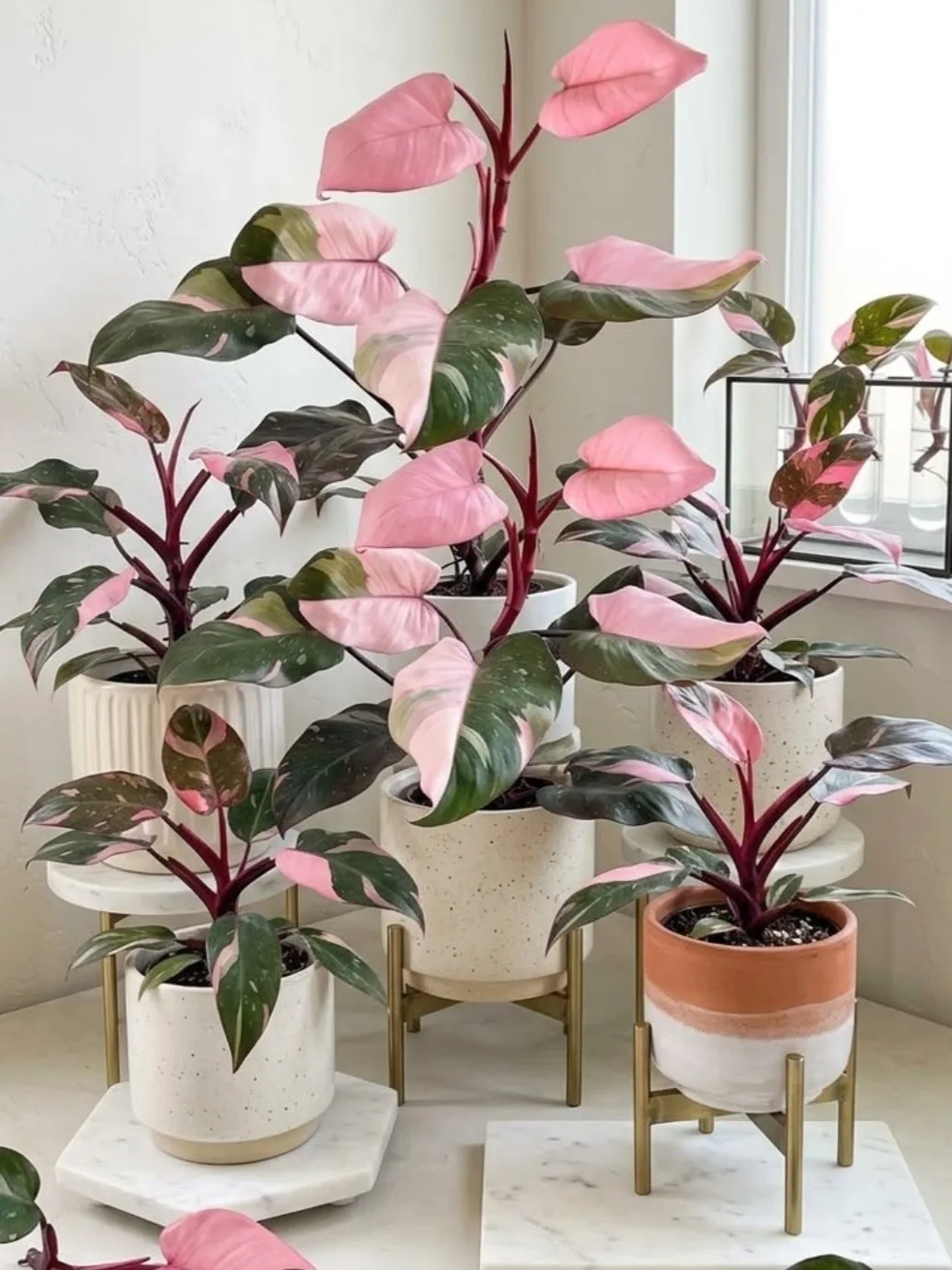 🌿 В нашей оранжерее — потрясающая коллекция ФИЛОДЕНДРОНОВ!