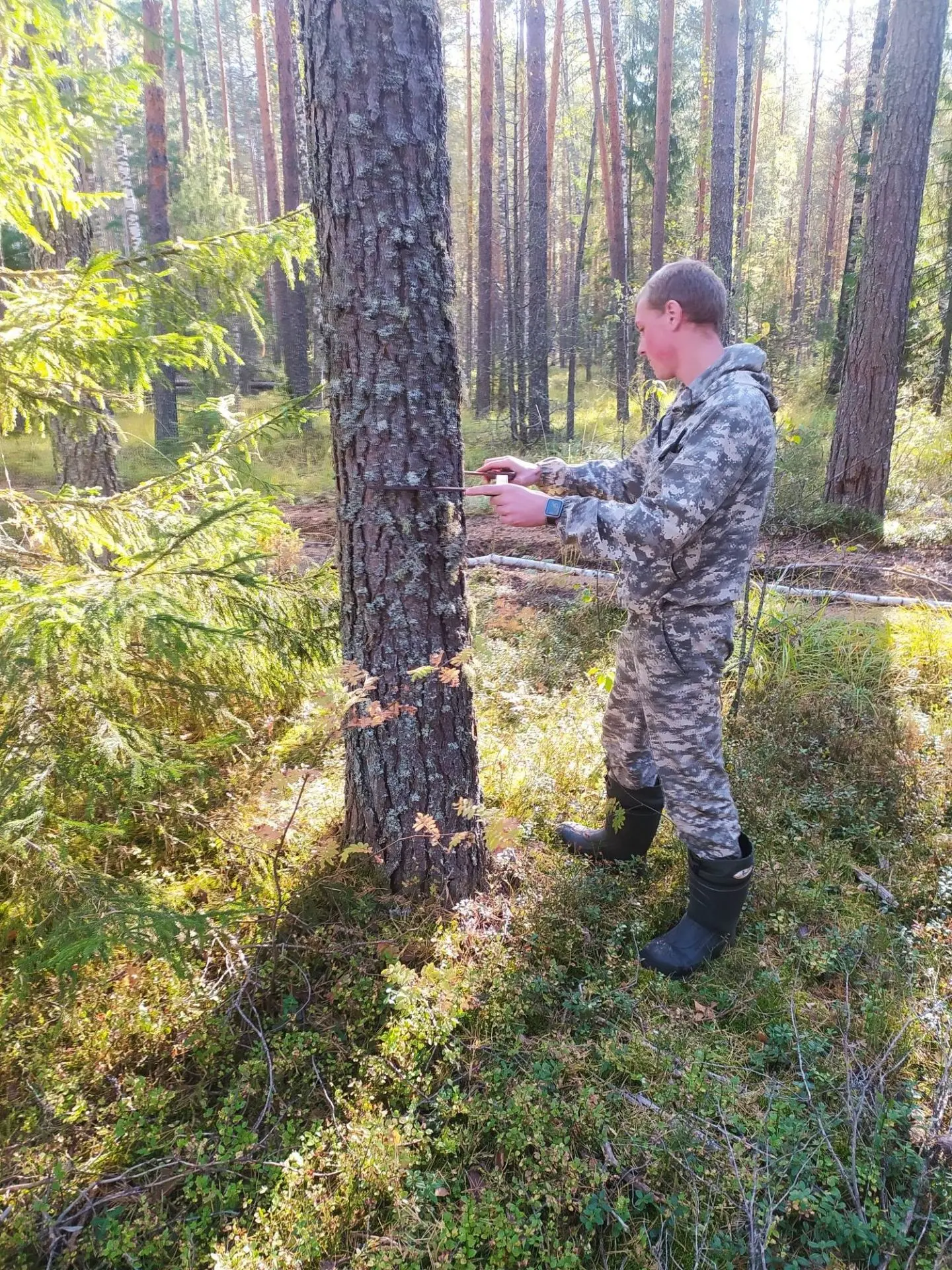 Порядок заготовки древесины гражданами для собственных нужд по договору купли-продажи л...