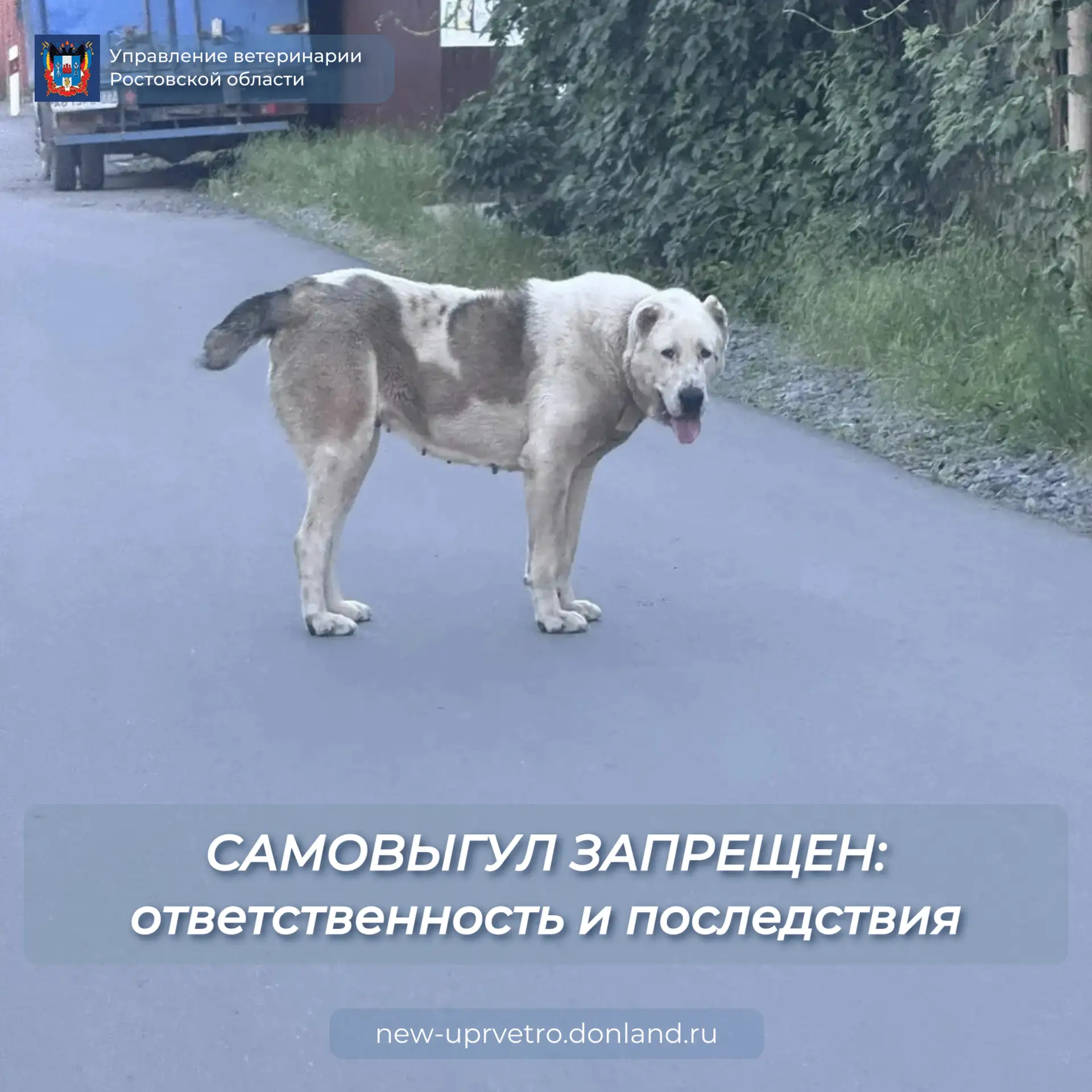 Гуляет сам по себе: почему самовыгул — это нарушение и риск?