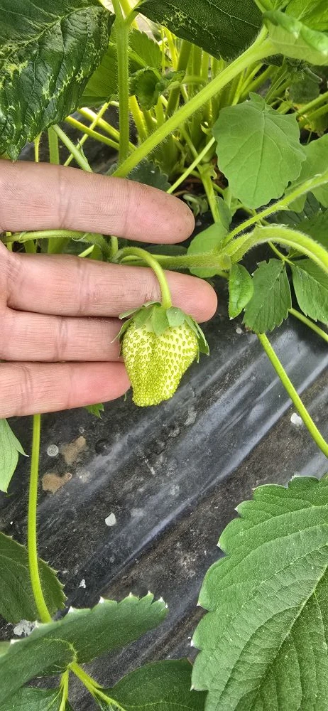 🍓