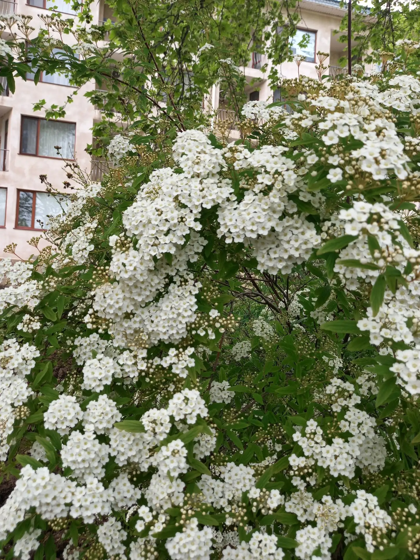 🌿 Минутка просвещения: нежный фейерверк, который цветет у вашего номера