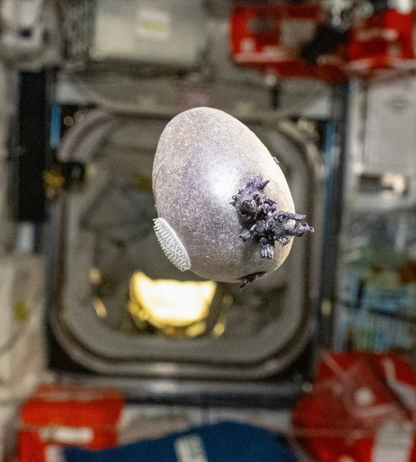Астронавты NASA сумели вырастить картофель с своеобразными щупальцами.   К тому же, клубни имели фио