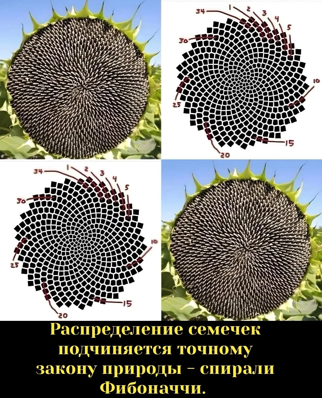ЗАХВАТЫВАЮЩИЙ ФАКТ......