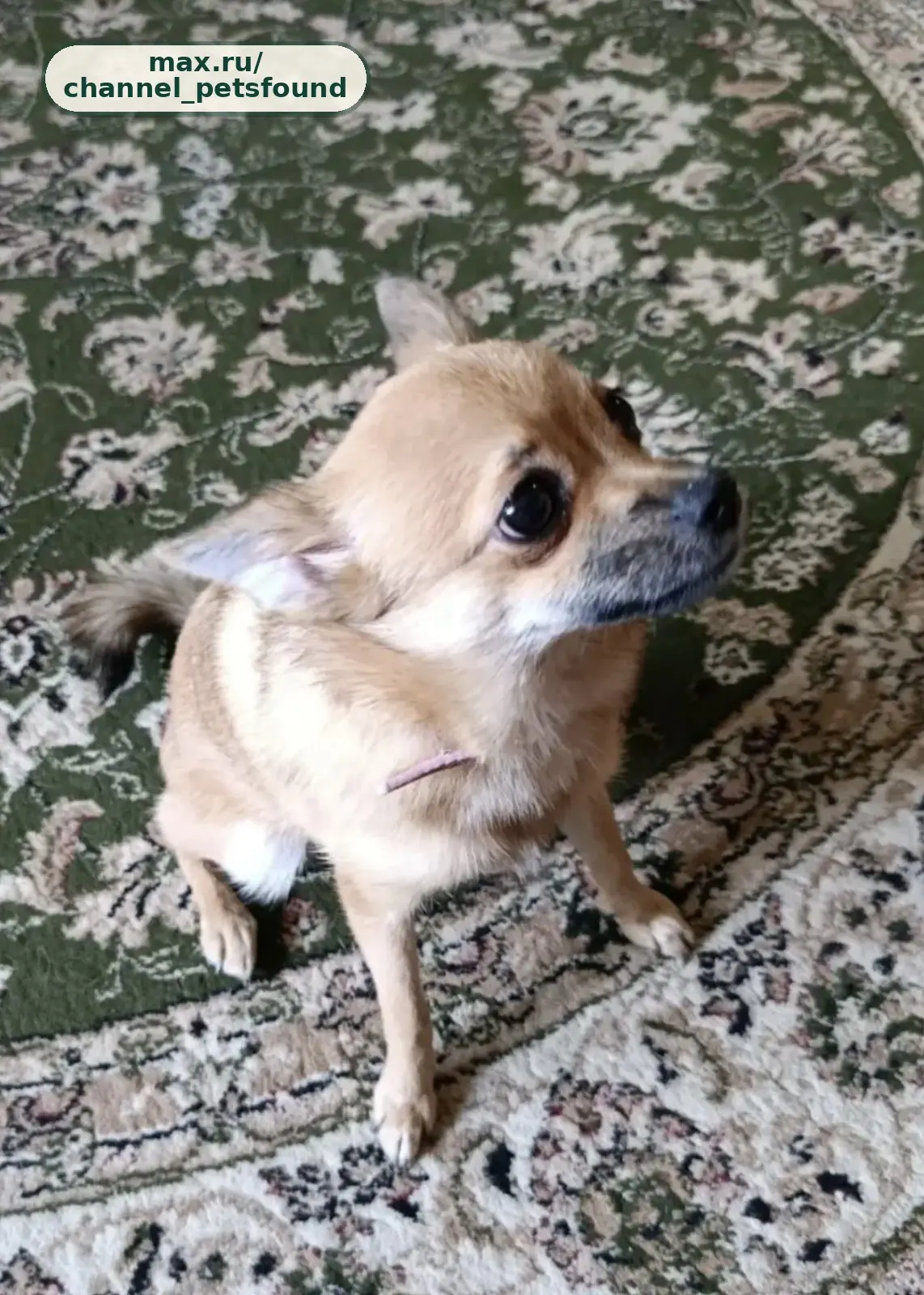 🐾 Найден питомец — Волжский