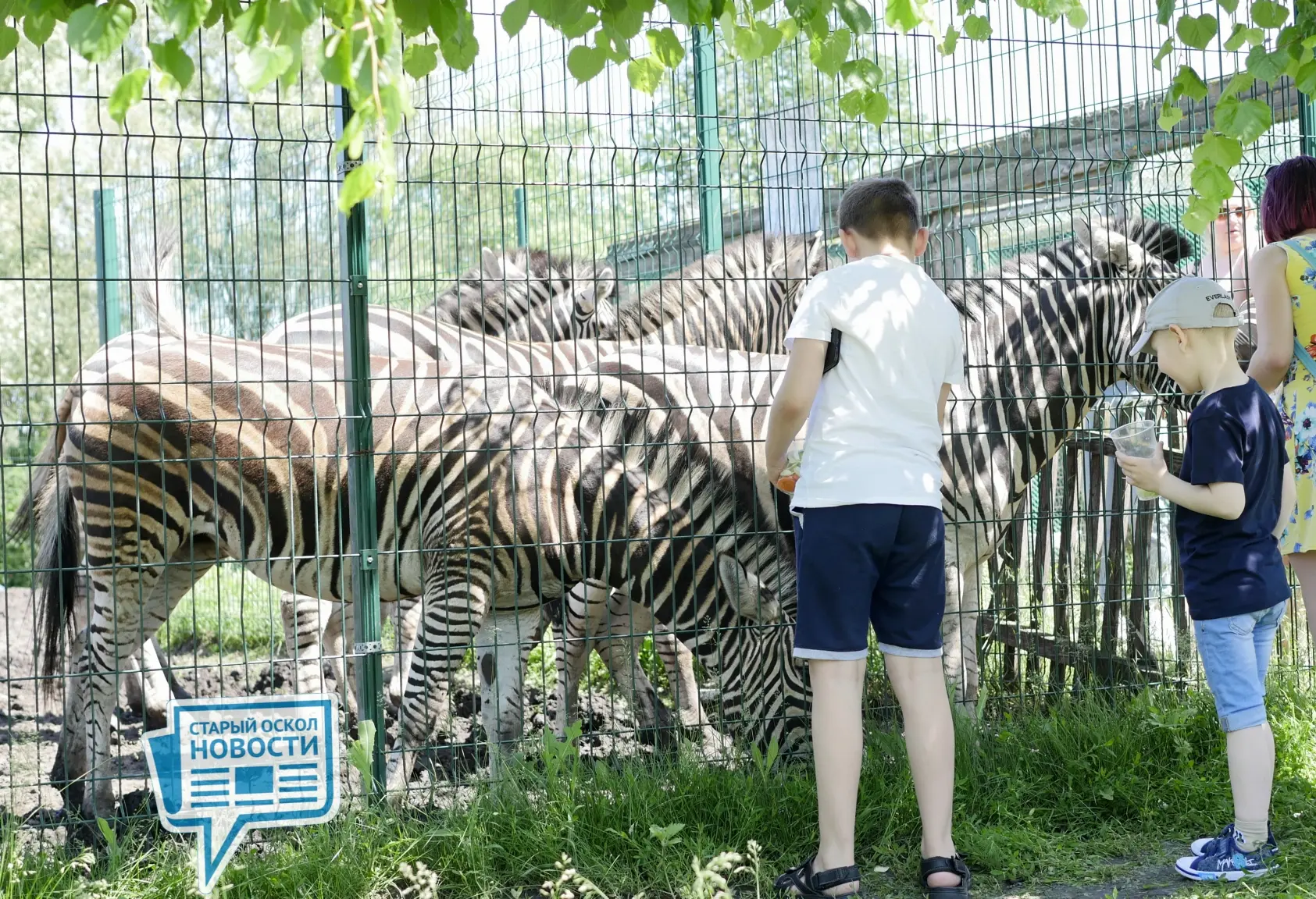 🦓 Детвору (до 14 лет) сегодня в зоопарк пускают бесплатно