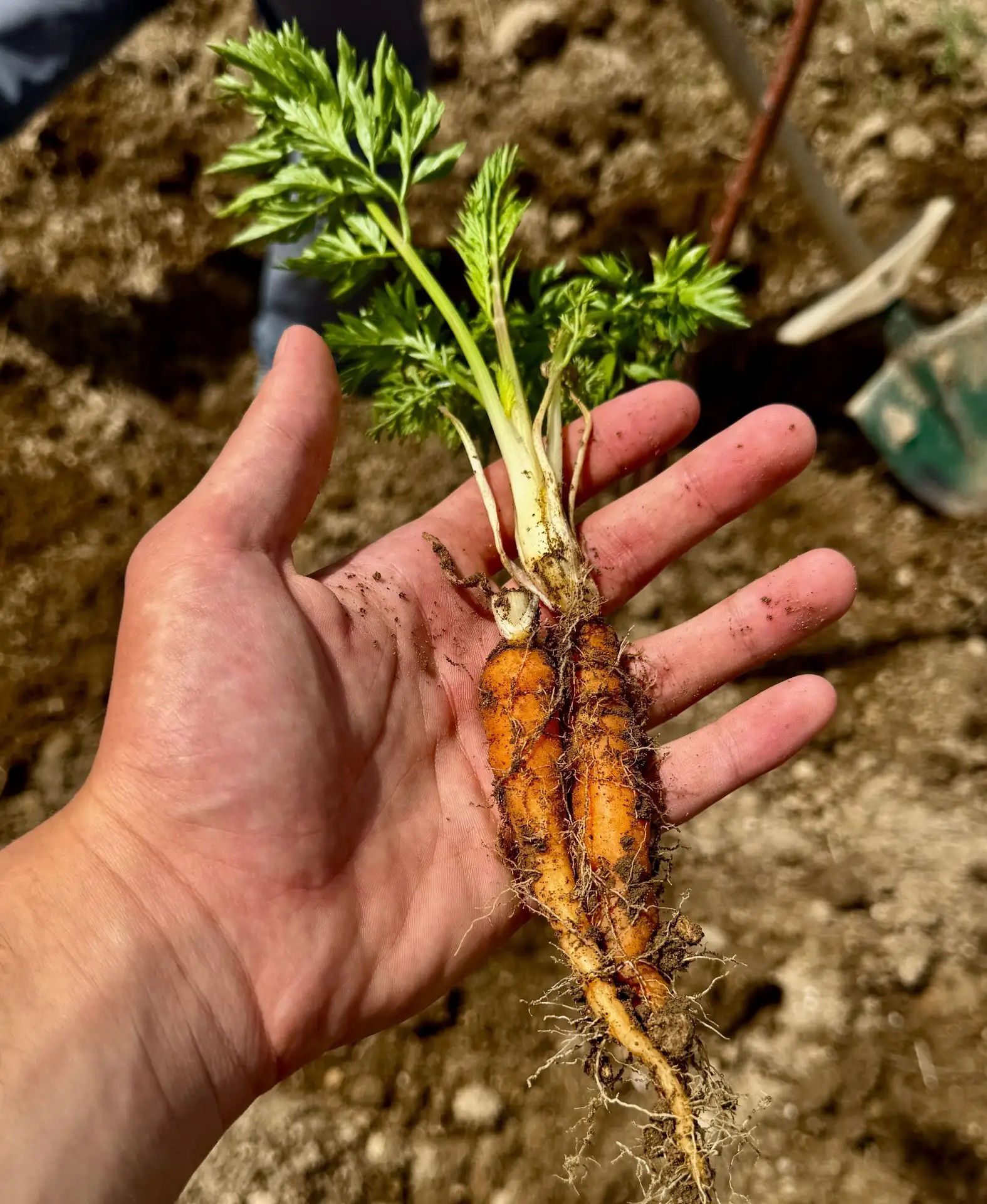 Морковь не всходит: где ошибка и что делать 🥕

Посеяли морковь, ждёте дружных всходов, а грядка сто