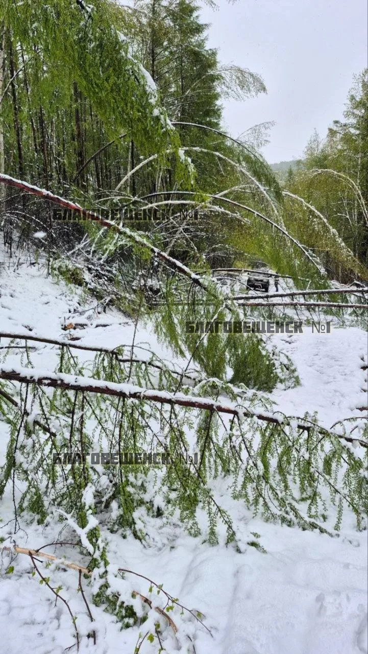 🥶Тындинский округ завалило снегом (фото)  А дороги — деревьями. На снимках — Ларба-Лопча 25.05.26.  