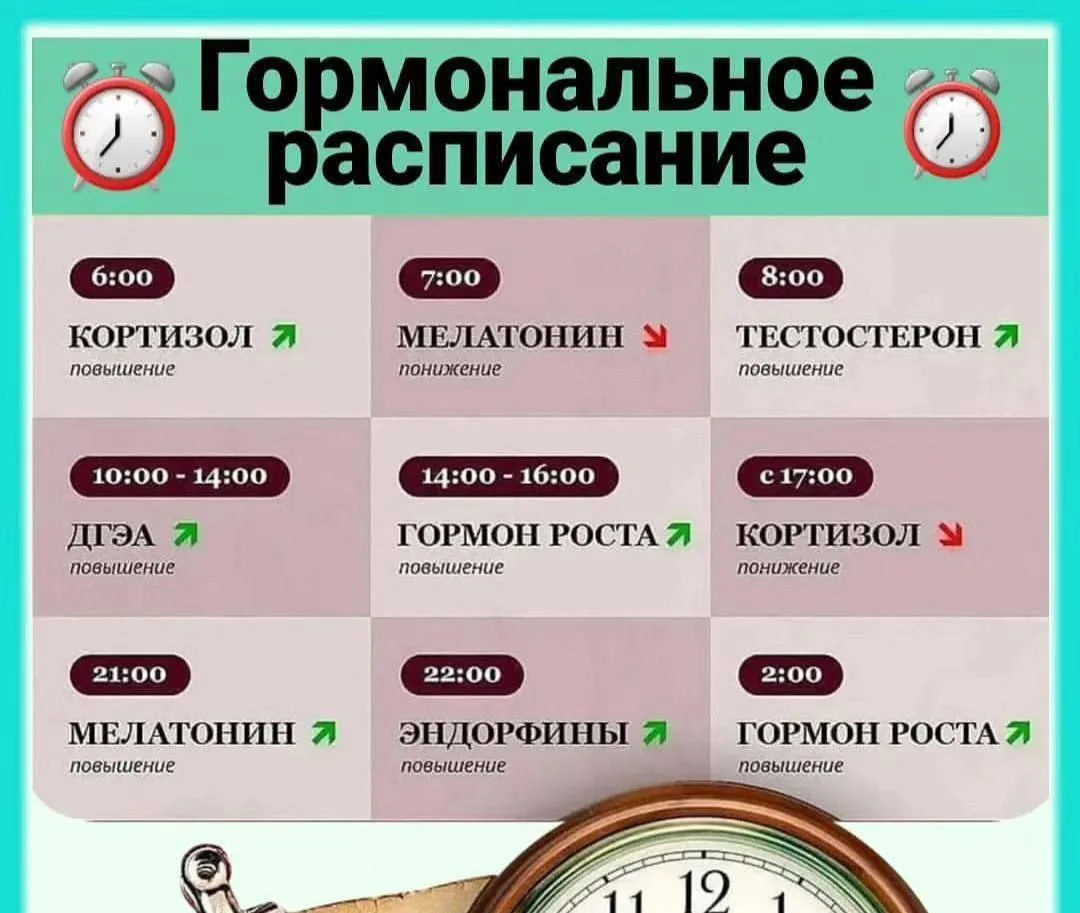 Когда начинаешь смотреть на день через призму гормонов, многое встаёт на свои места.