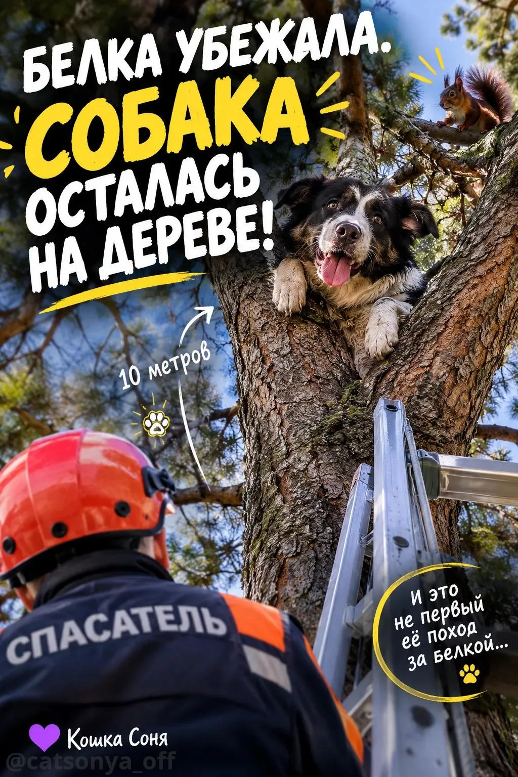 🐾 БЕЛКА УБЕЖАЛА. СОБАКА ОСТАЛАСЬ НА ДЕРЕВЕ