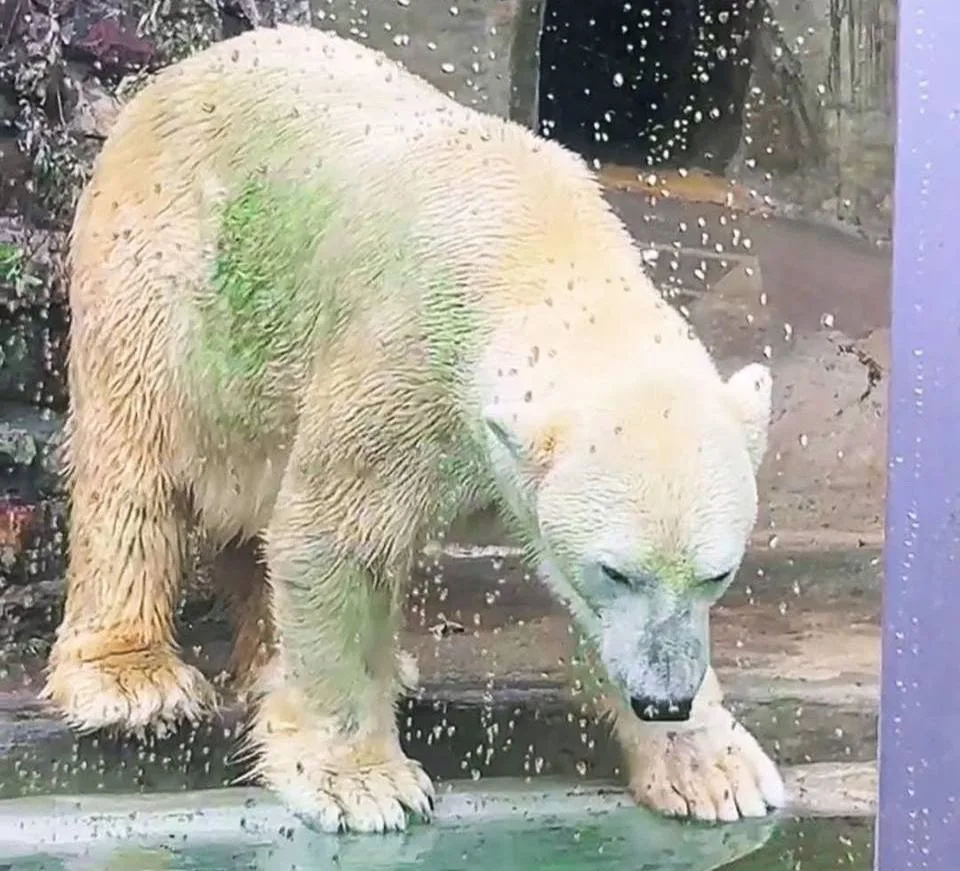 🐻‍❄️ Важное обновление: белый медведь Терпей из Московского зоопарка приобрёл зеленова...