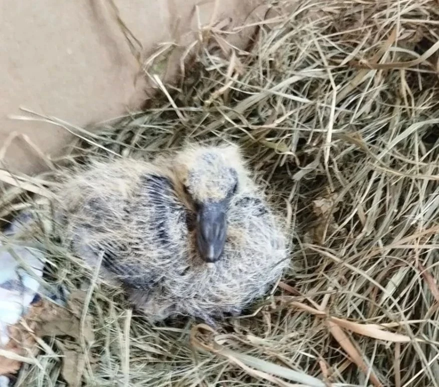 🌿 Природа глазами медиков: Шансов выжить у него было ноль... 🕊️❤️

У медиков не бывает выходных от