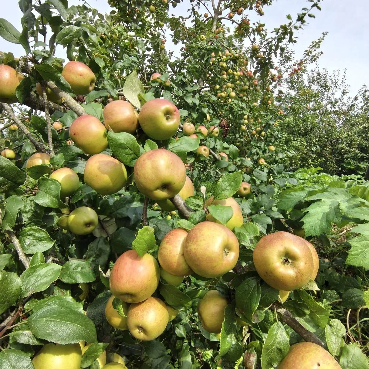 🍎Яблочный спас или яблочный коллапс? 🍏😅