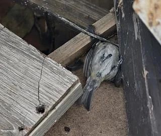😢 Птицы массово врезаются в стекла и падают замертво в Самаре