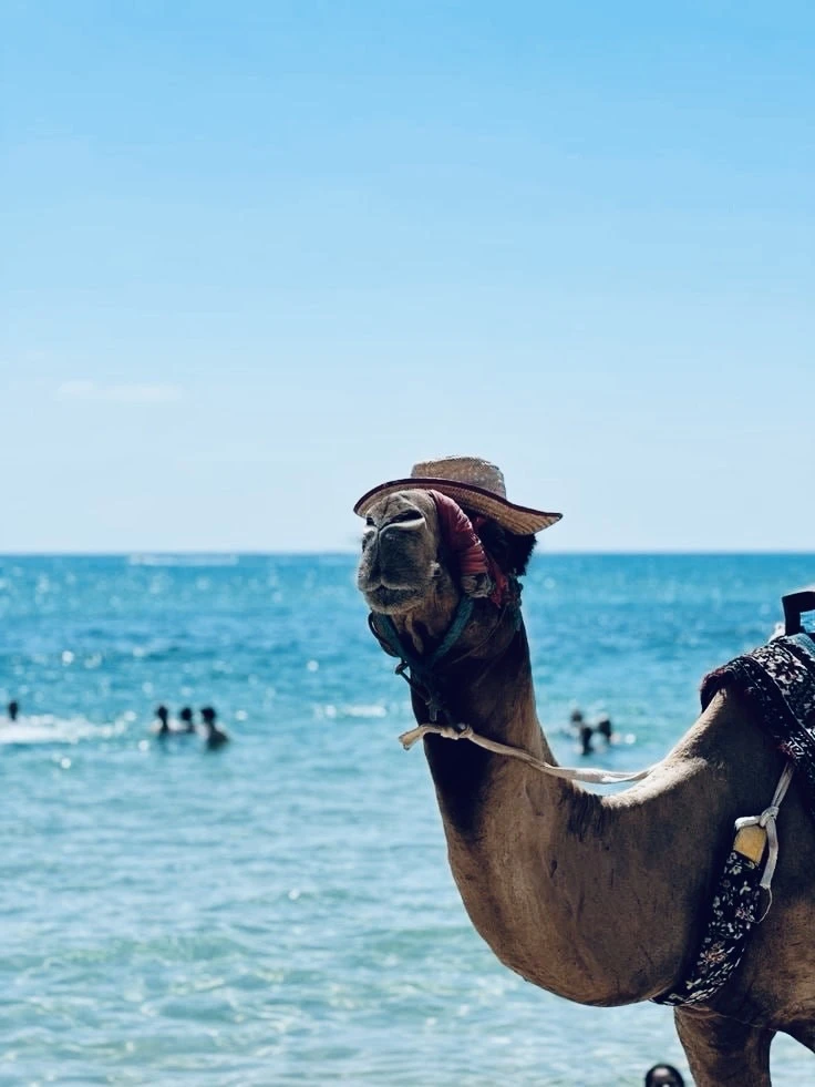 ✈️Египет из Самары
Обвал цен🔥
Подробнее👉🏻 https://travel64.ru/#tvcartid=69344294