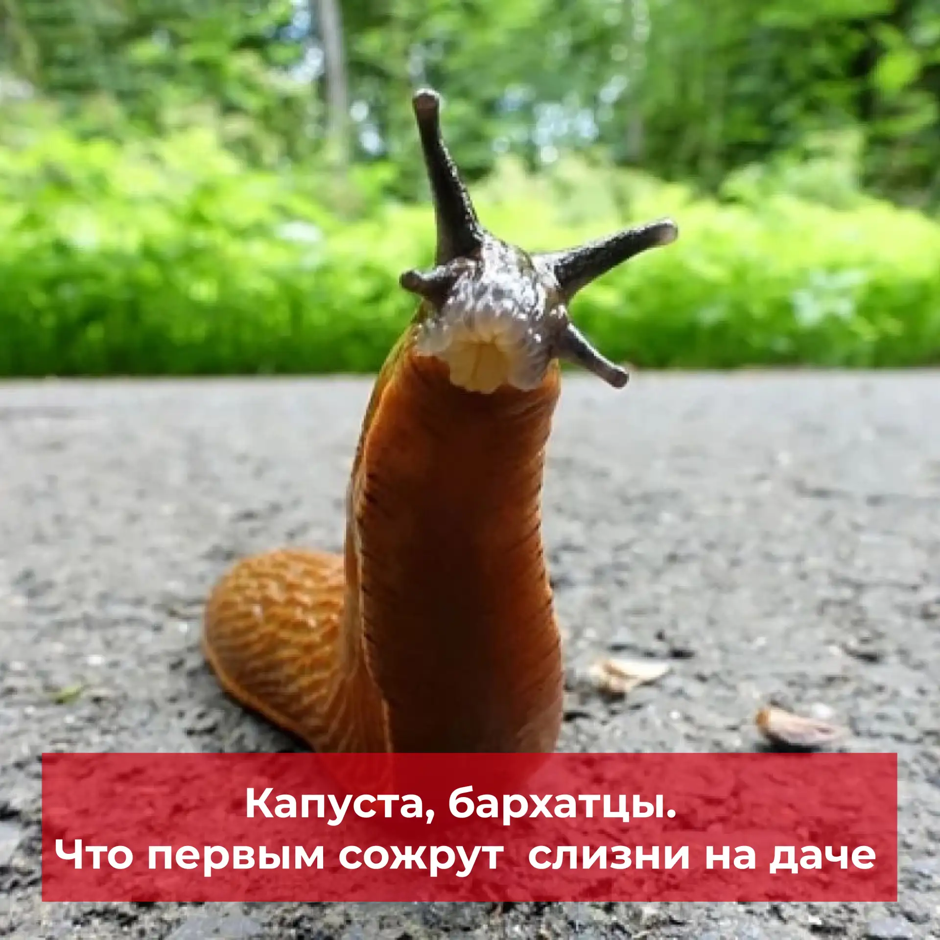 Что первым сожрут гигантские испанские слизни 

Дачные участки снова атакуют гигантские испанские сл