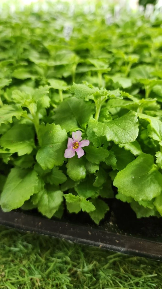 Ещё только начало февраля, а уже столько красоты наросло 😍🌱