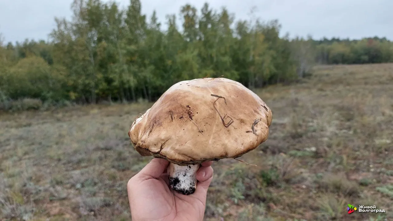 Наконец-то снова можно в лес за грибами