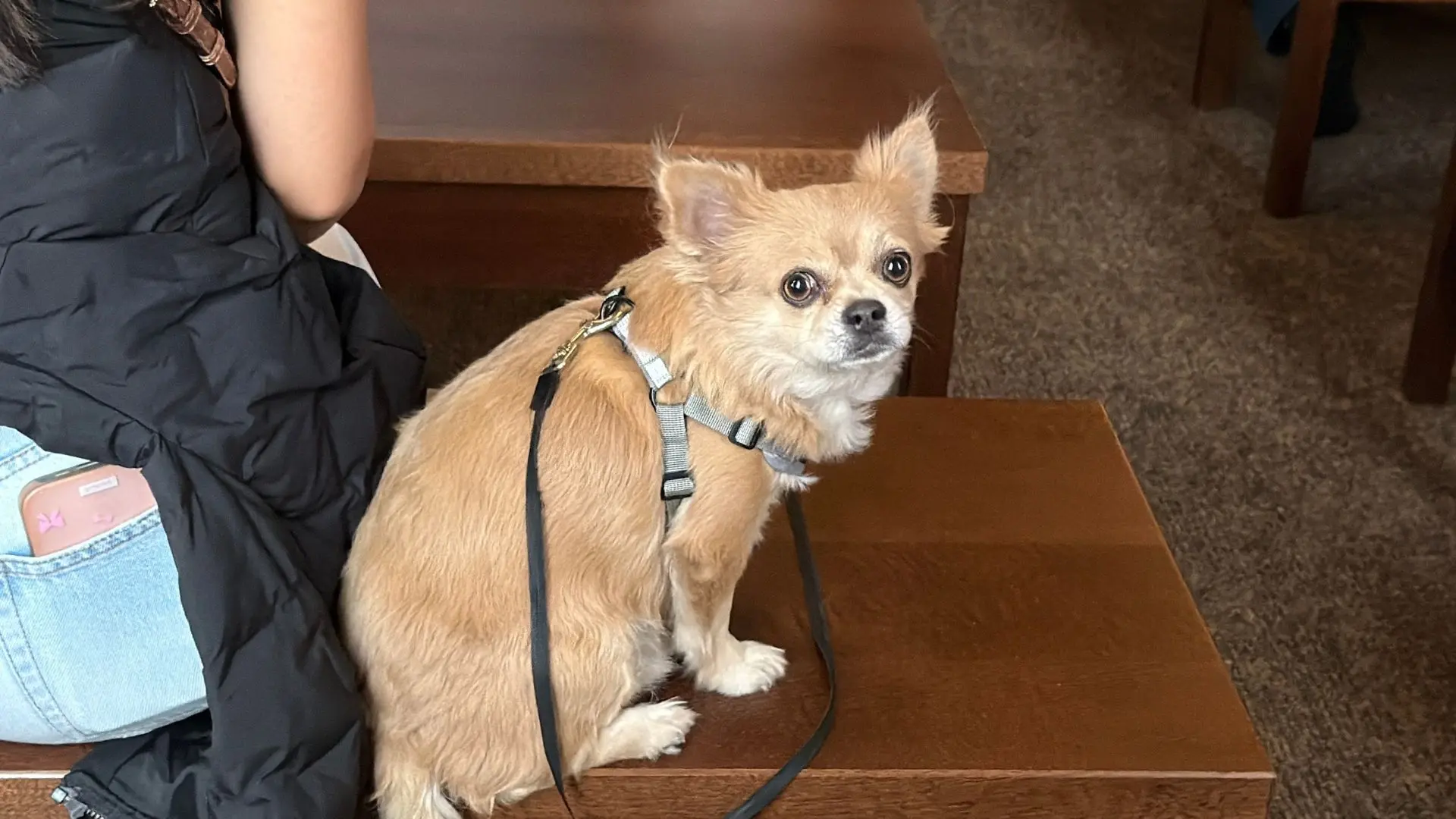 Фотографии с прошедшей церемонии 😍🐶  Напомним, в Кызыле прошел ритуал благословения домашних животны