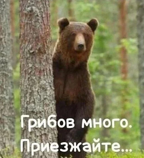 Тюмени угрожают медведи из Свердловской области
