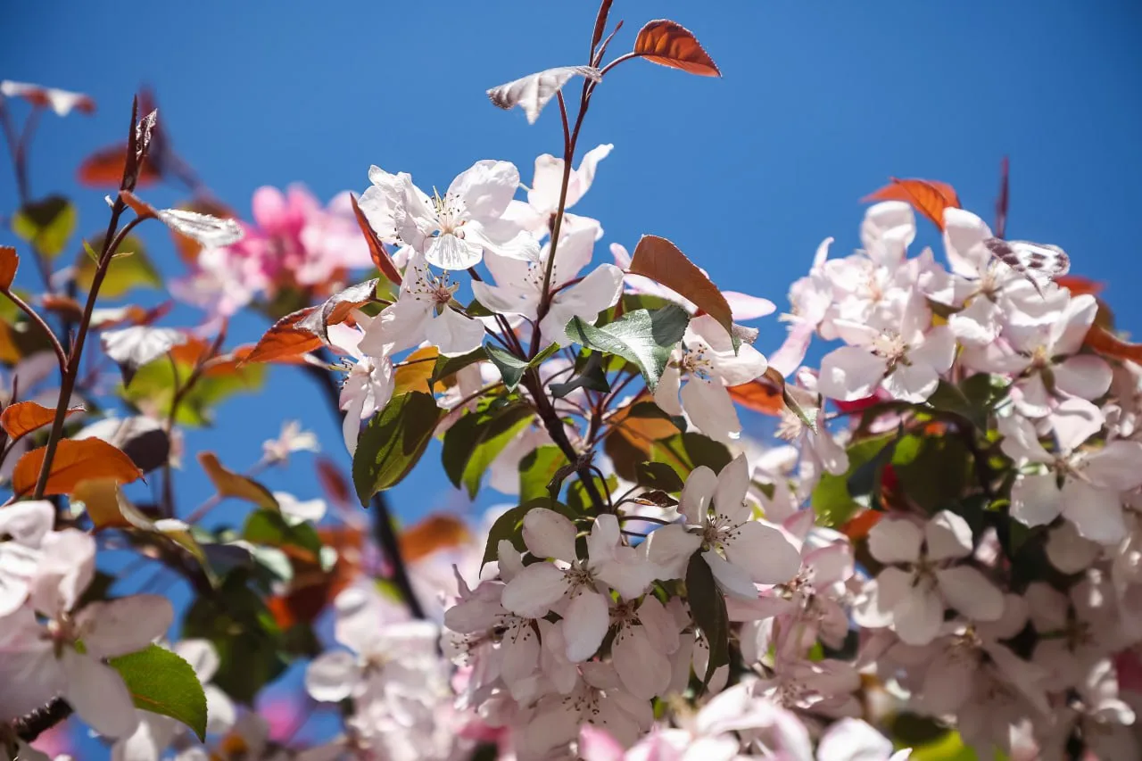 Новосибирск цветет 🌸🌺🌸