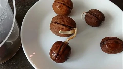 Рецепт молодости: