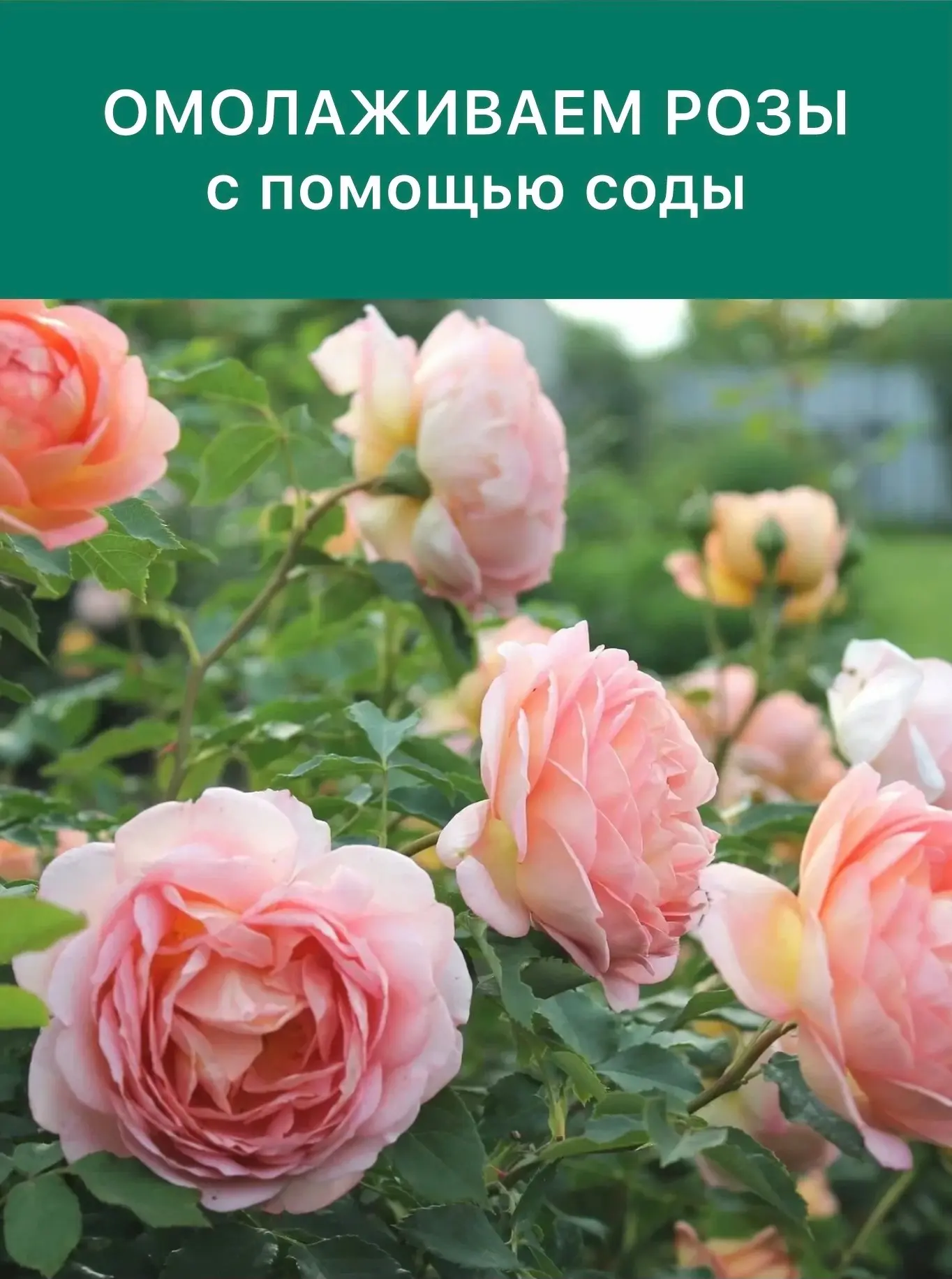 ▌ Омолаживаем розы с помощью соды: простой способ для пышного цветения ✨

Хотите, чтобы ваши розы ра