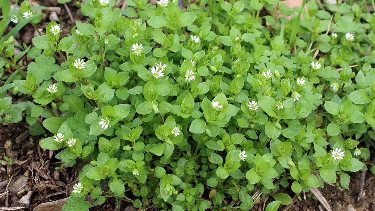🌱 Мокрица — травка для сердца  В деревне говорили: «Если сердце ноет — поищи мокрицу». Её знали как 