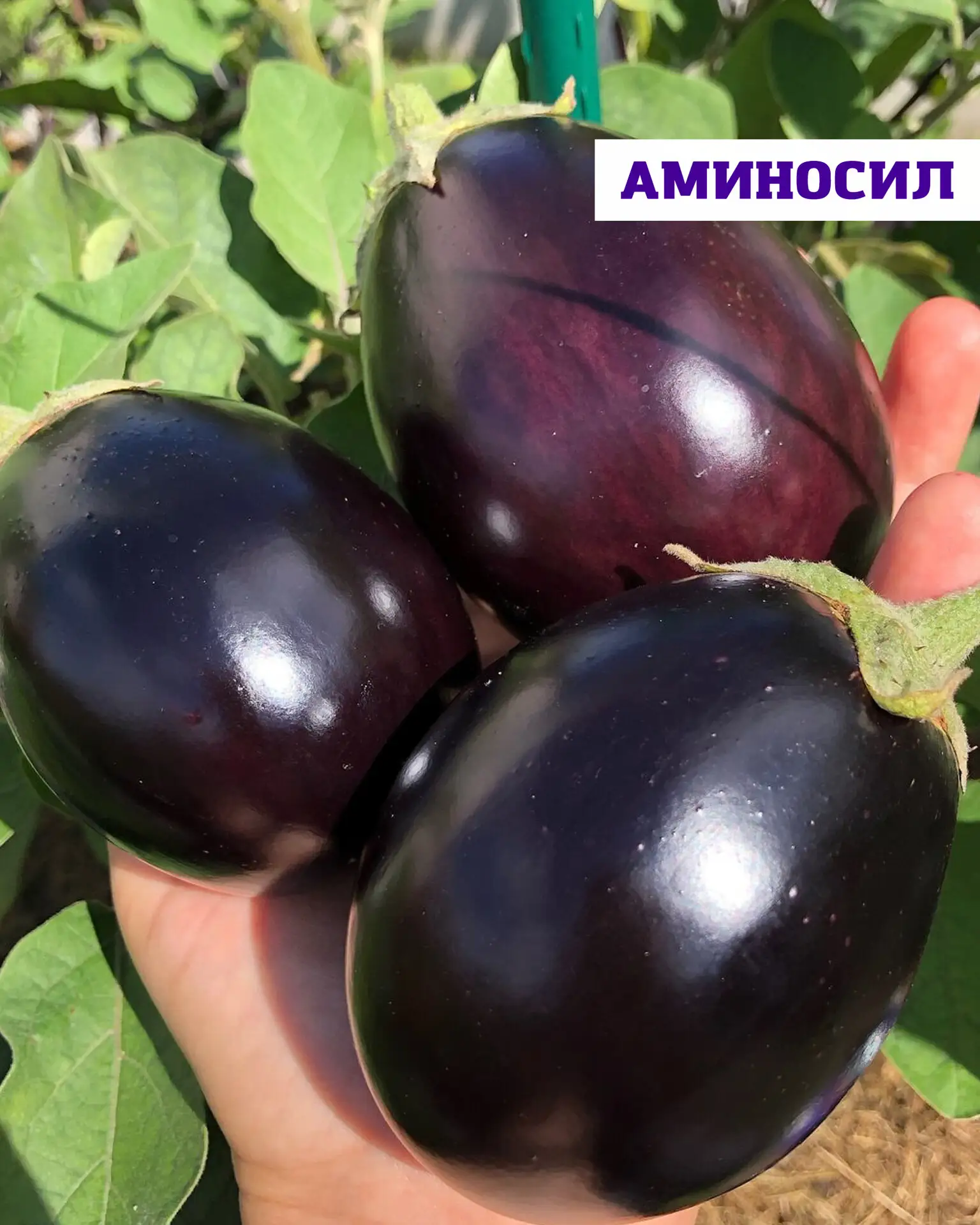 Как получить высокий урожай баклажанов? 🍆

Баклажаны считаются одной из самых требовательных культу
