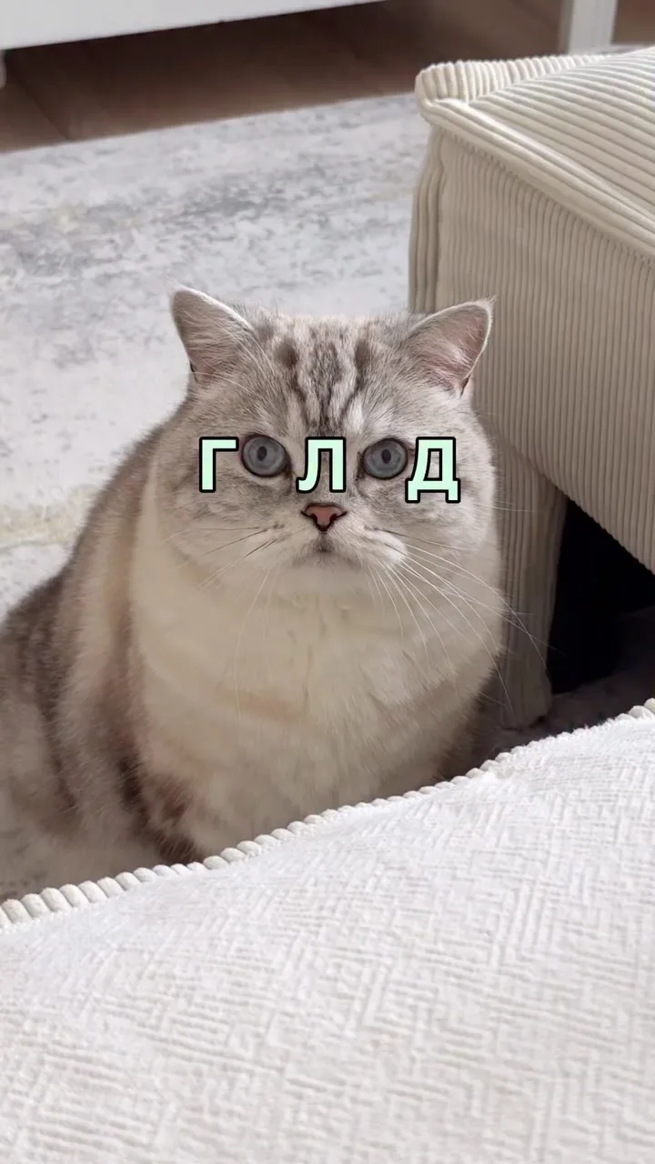 😺Милые котики