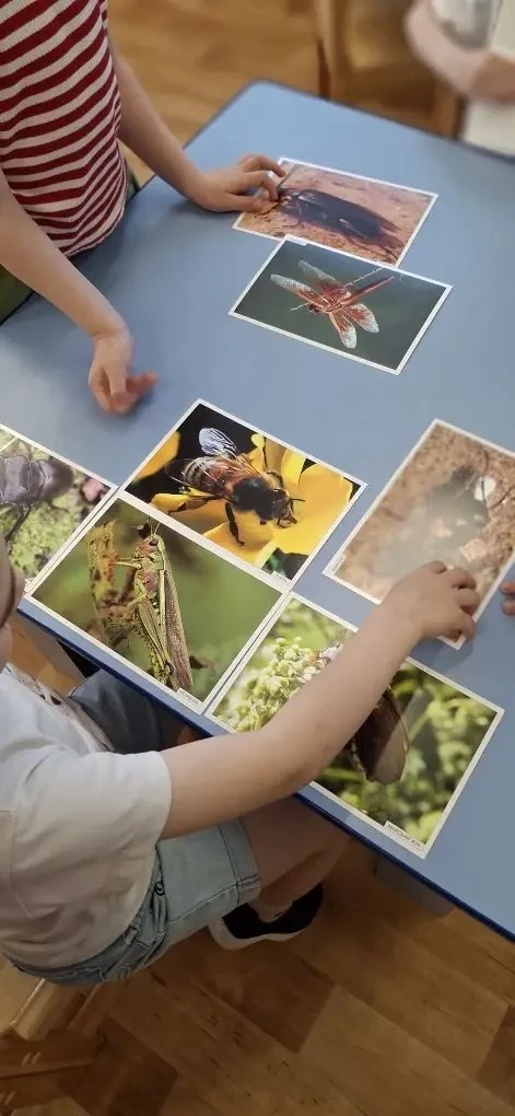 🕵‍♀️НАБЛЮДЕНИЕ ЗА НАСЕКОМЫМИ 🦟🐞🐜НА УЧАСТКЕ ВО ВРЕМЯ ПРОГУЛКИ
