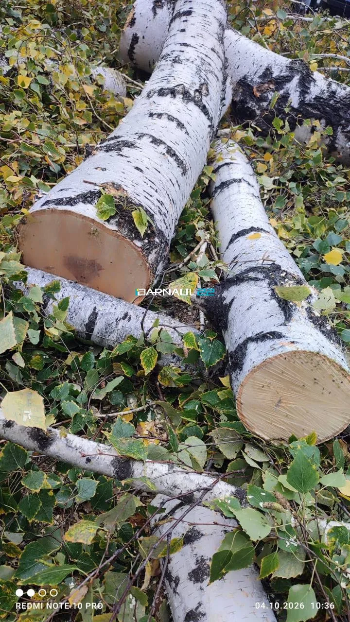 🌳На Антона Петрова, 198 спилили деревья на аллее