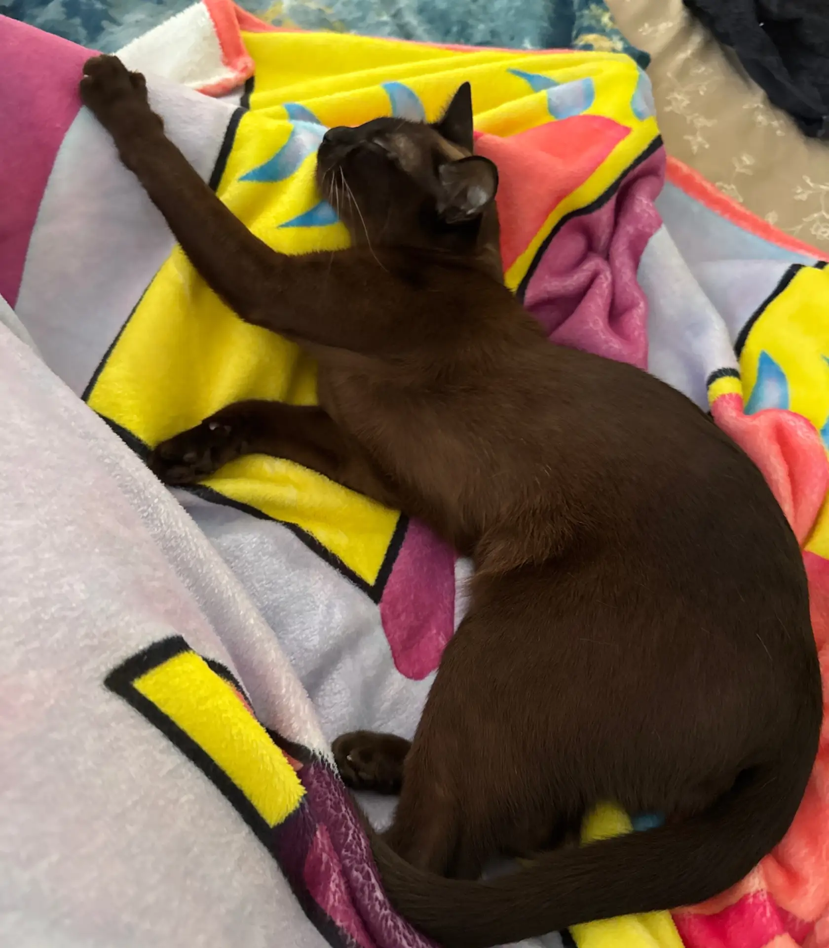 Кошечка моя легла на после операционный шов, я дома💕 Скоро вернусь в блог с кучей новы...