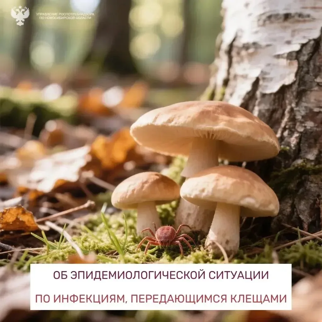 За 34-ю неделю 2026 года в медицинские организации Новосибирской области с укусами клещ...
