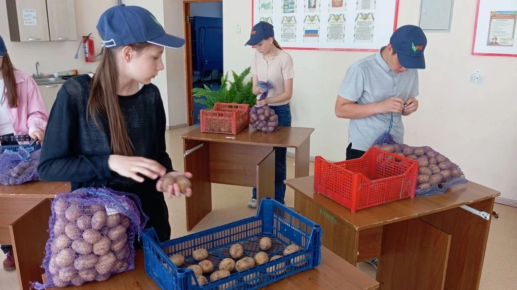 Учащиеся Большетолкайской школы стали участниками Всероссийского конкурса "Картофельный...