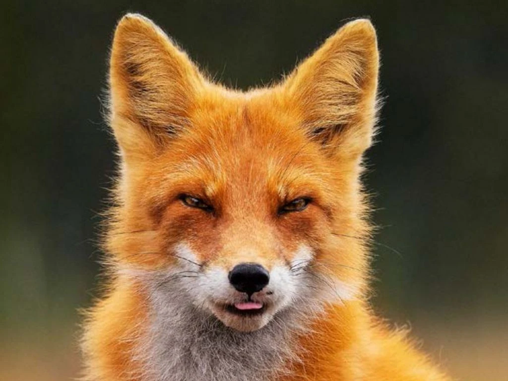 🦊✈️ Лисицы Кроноцкого заповедника встречают и провожают авиапассажиров на Камчатке
 
Фотовыставка «