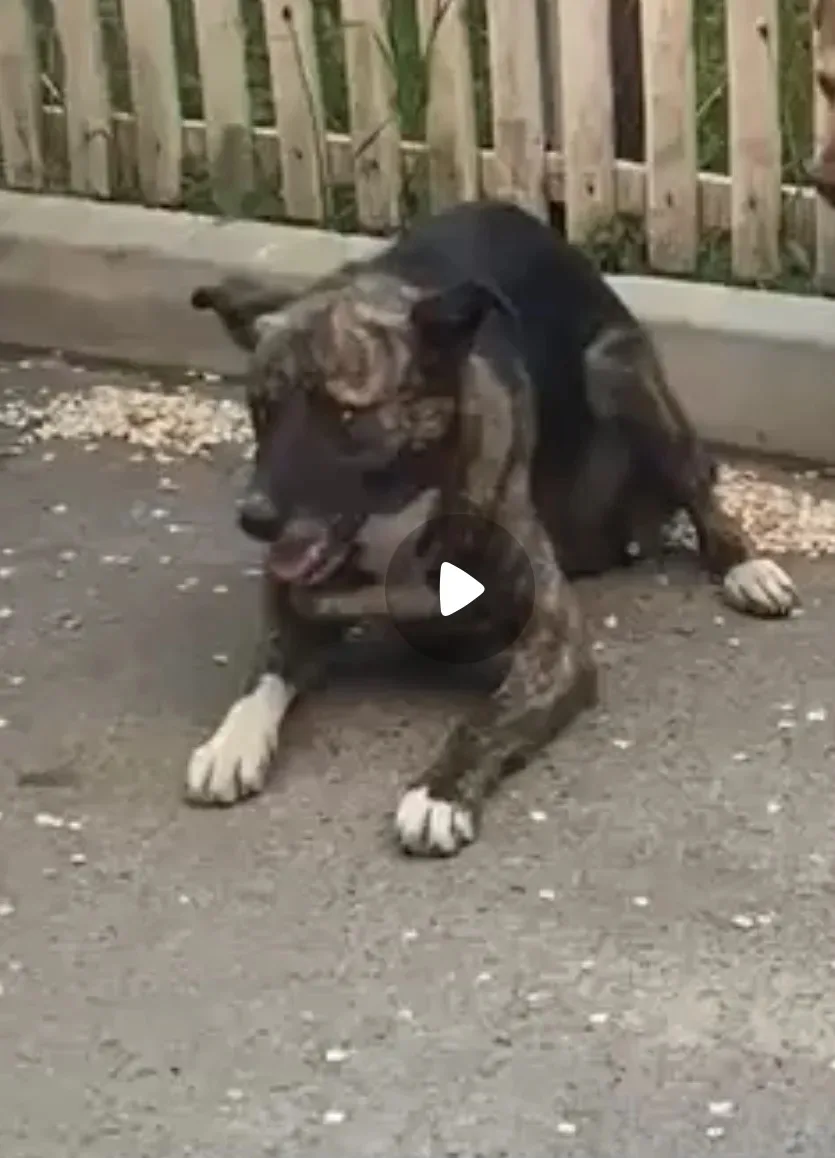 🆘🆘Люди добрые 🙏🏻🙏🏻🙏🏻Помогите , пожалуйста, собаку сбила машина. У нее образовался горб на по