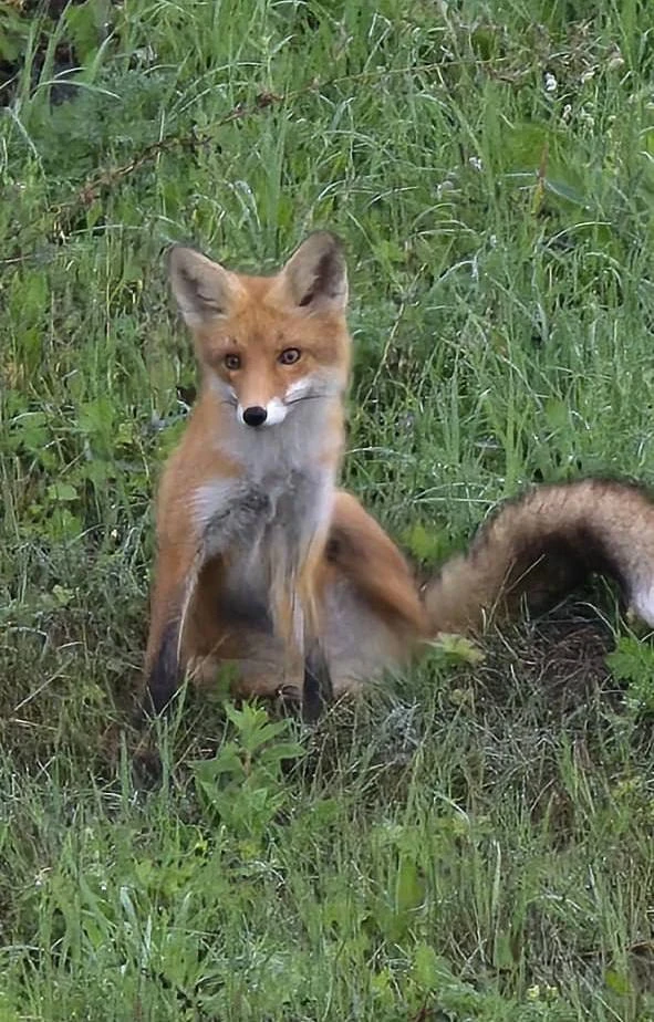 🦊 Фотогеничную лису заметили в Балахне