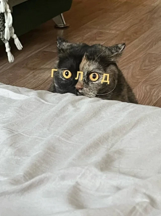 И так каждое утро 😐