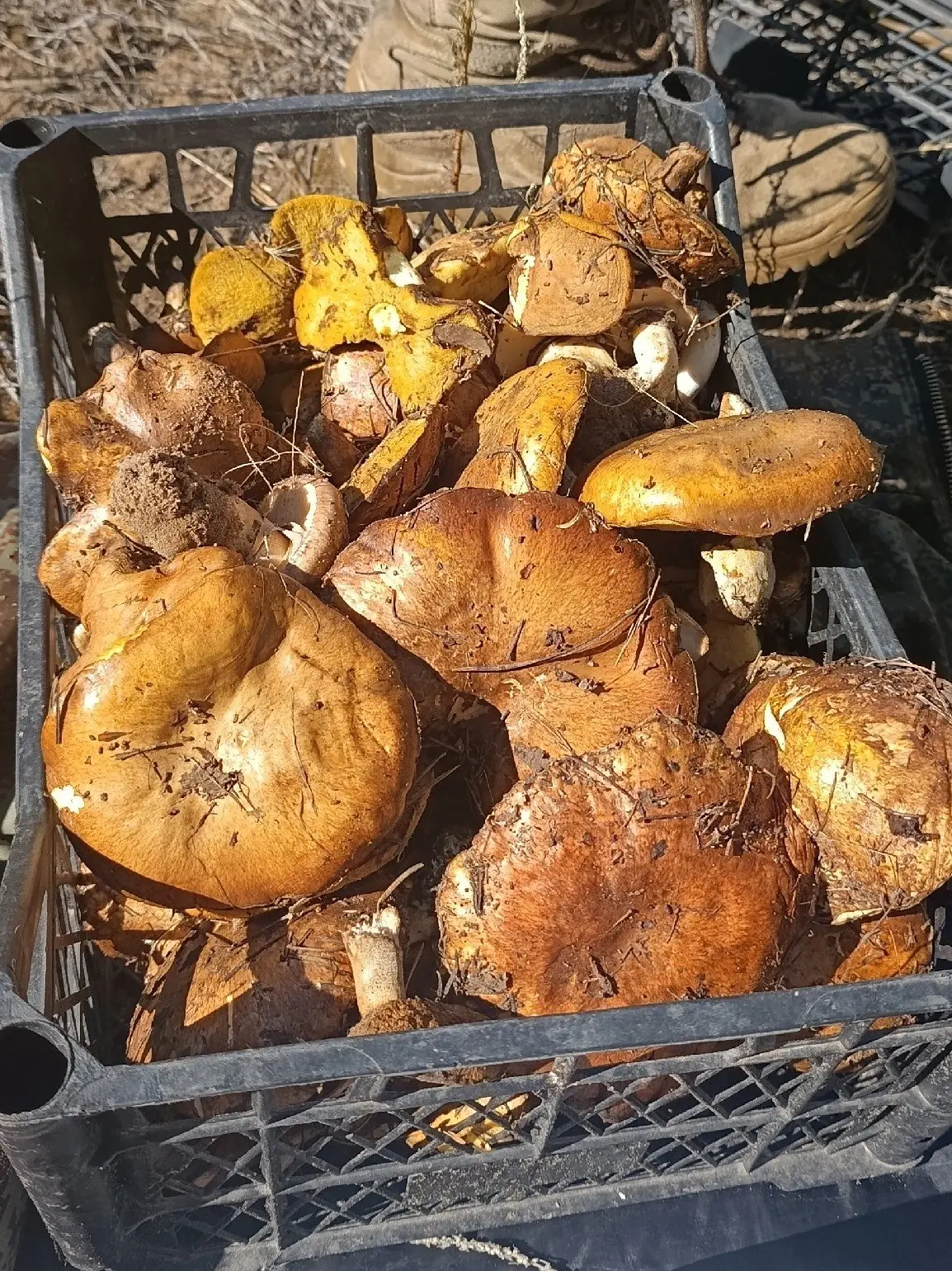 🍄 В волгоградских лесах стартовал сезон маслят.