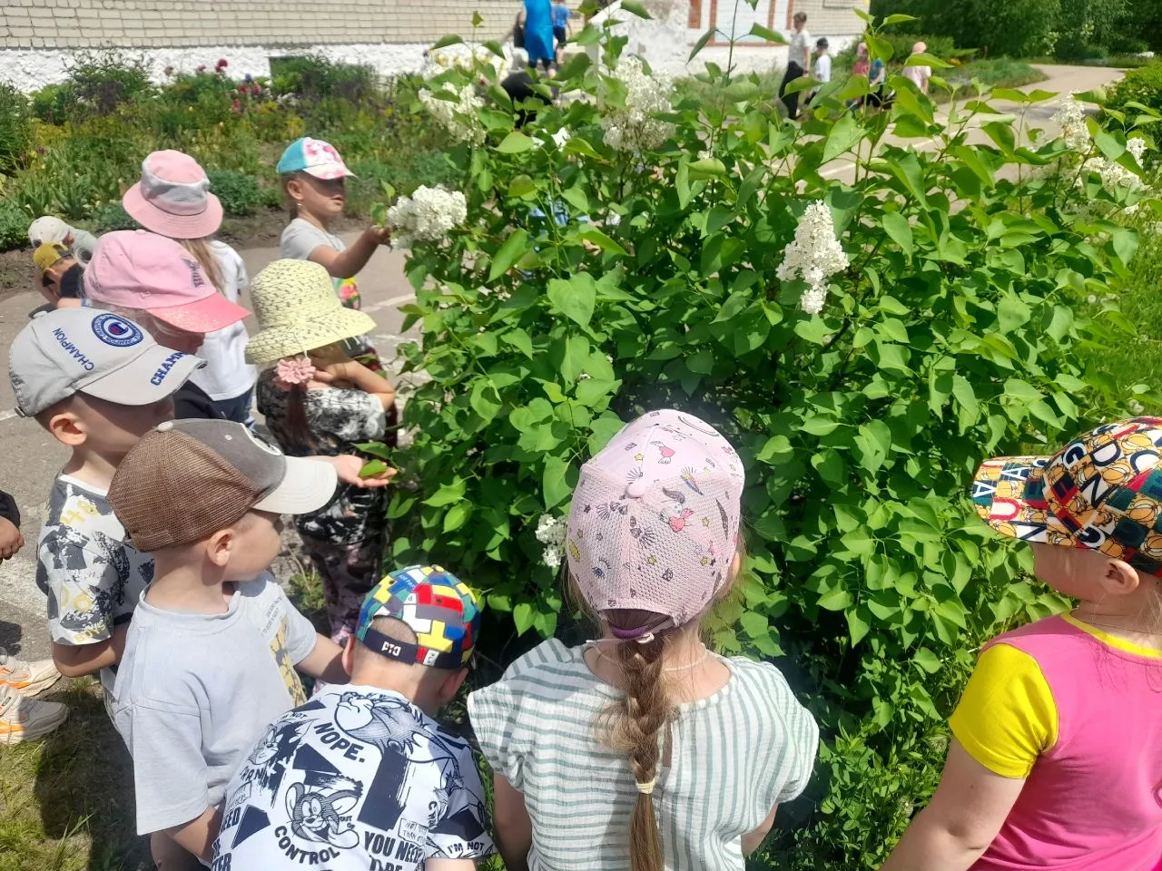 Наблюдение за природой в старшей группе.