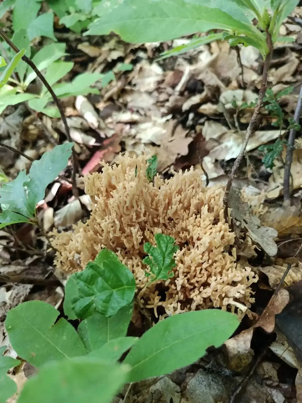 🍄 «Оленьи рожки» заметили в лесах Сочи