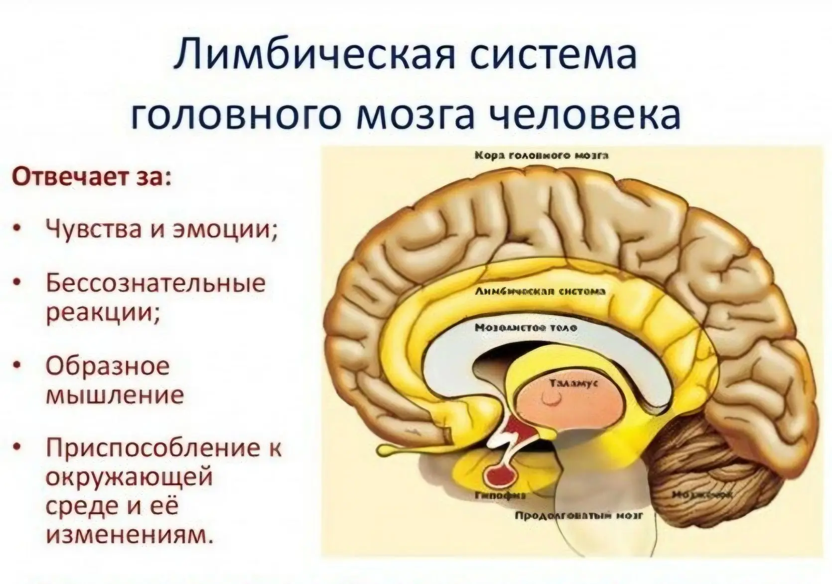 До 6 лет ребенок не осознает слово "надо"