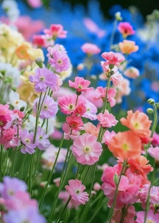 🍃🌼🍃🌸🍃🌼🍃