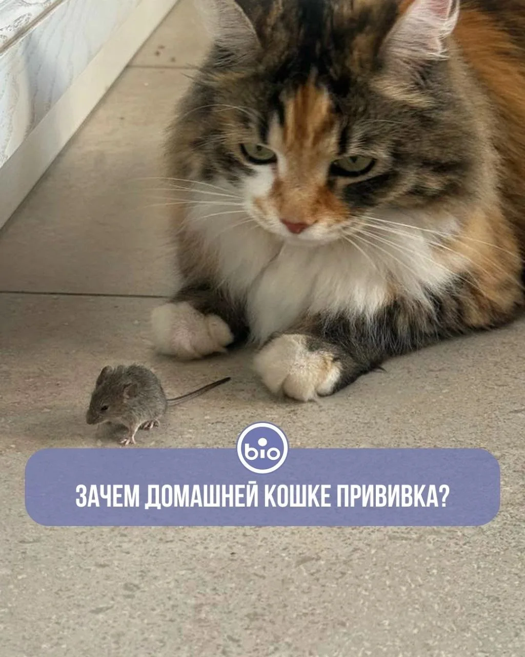 «Моя кошка сидит дома, зачем её прививать и глистогонить?» 🤷‍♀

Это, пожалуй, одно из самых частых 
