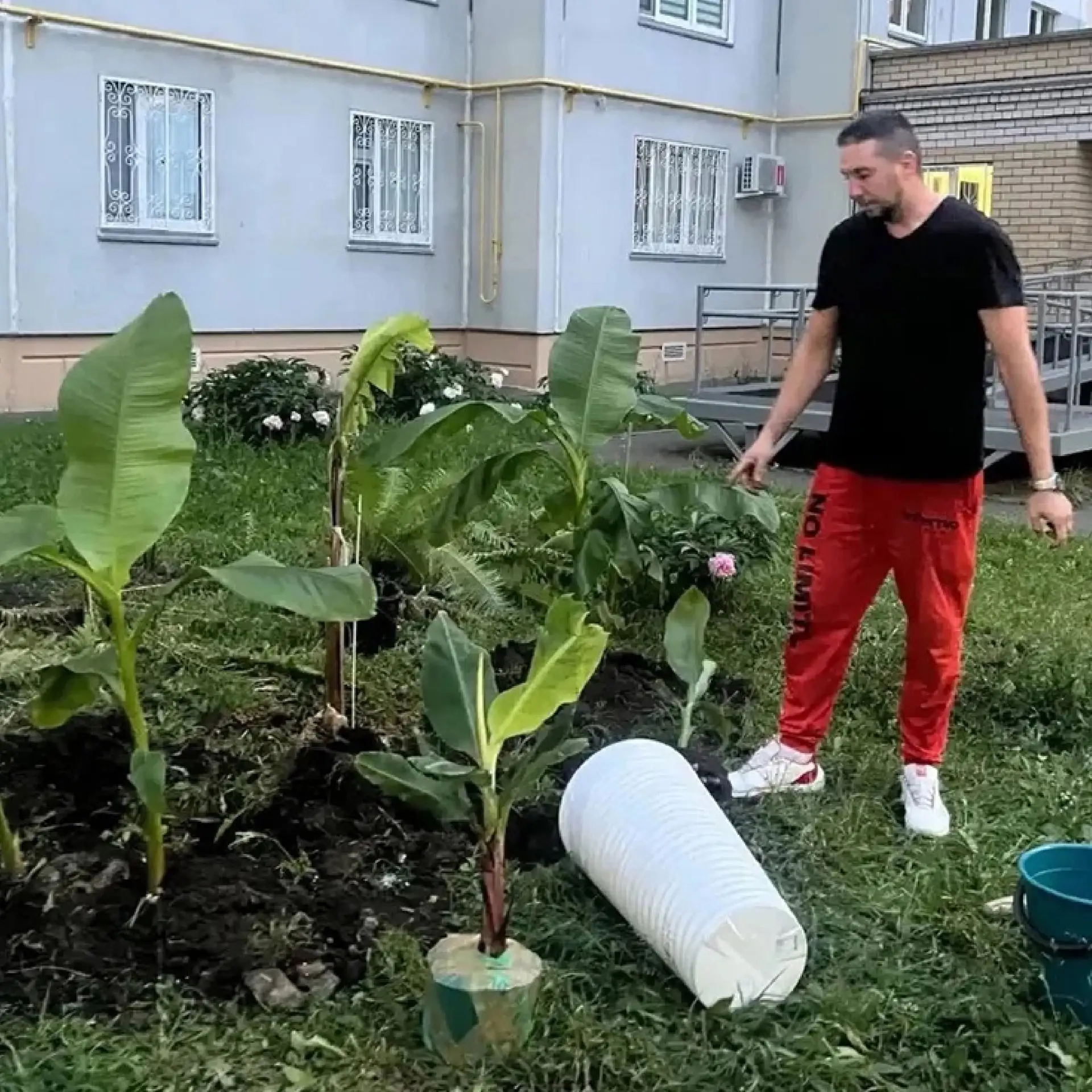Житель Нижнекамска создал банановую плантацию во дворе на улице Табеева

Заказанные трехлетние корне