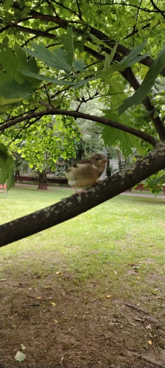 Маленькая птичка на веточке.