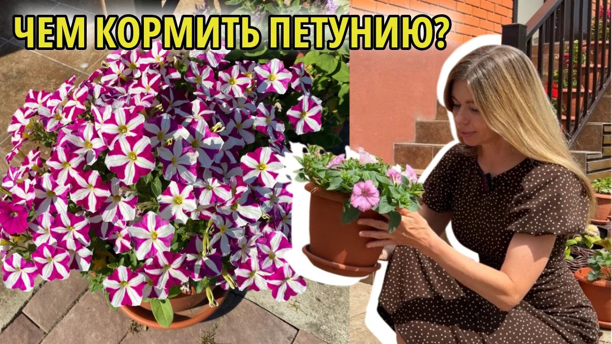 Вчера записала видео о подкормках петунии и общих правилах, которые позволяют продлить ...