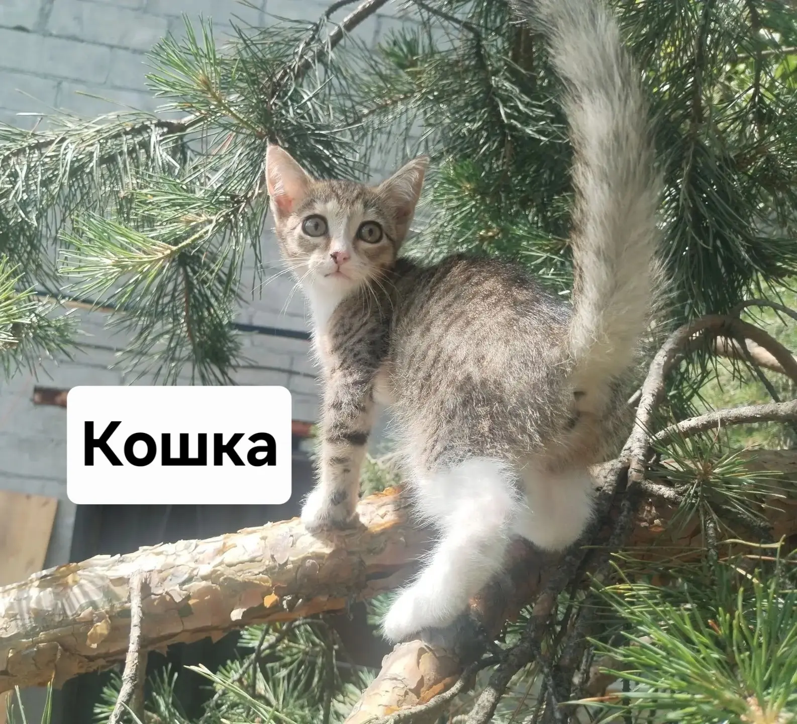 🐈 Котята в поисках дома, примерный возраст 1-2 месяца